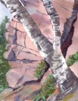 Birches at the base of Geronimo -- water color