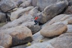 Leaping between boulders