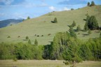 Cows graze nearby our camp site