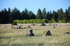 Rocks littering the field near our camp site