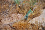 A lizard we saw on the hike out