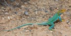 Another lizard we saw on the hike out