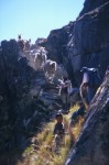 Llamas carrying gear to base camp at Laguna Negra