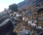 Llamas carry gear to/from base camp