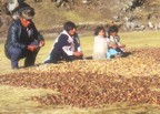 A family peels a field of potatos