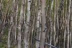 Aspens on the approach