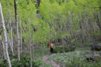 Descending in the rain through a grove of aspens; we picked up a hundred ticks here