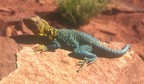 Closeup of a yellow-headed (or "eastern") collared lizard