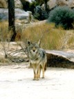 Coyote near the road; if you look carefully, you can see a second coyote in the background