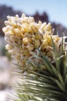 Flowering joshua tree