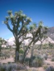 Joshua Tree near Ryan Campground