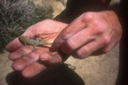 Todd demonstrates a pretty lizard