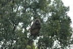 Baboon in tree