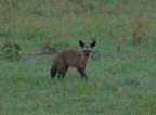 Bat eared fox