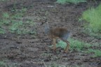 Dik dik