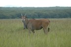 Eland