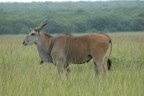 Eland