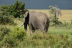 Male elephant