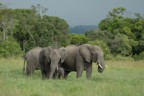 Baby protected by two larger elephants