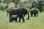 Nursing elephant