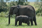 Mother and baby elephants