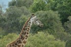 Giraffe with drool