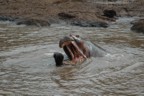 Two hippos in the water