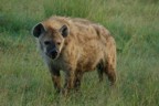 Hyena