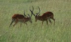 Two impala sparring