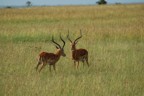 Two impala sparring