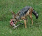 Jackal with the hind quarters of a dik dik