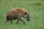 Hyena