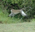 Jumping vervet monkey