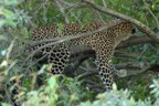 Resting leopard