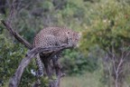 Leopard in tree