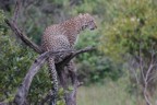 Leopard in tree