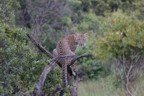 Leopard in tree