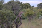 Leopard in tree