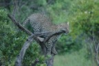 Leopard in tree