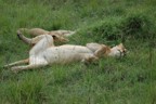 Lion with a full stomach