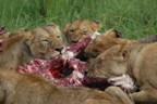 Lions feasting on a topi