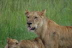 Lions feasting on a topi