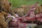 Lions feasting on a topi