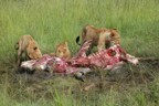 Lions feasting on a topi