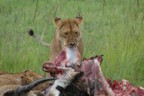 Lions feasting in a cloud of flies