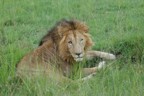 Male lion