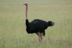 Ostrich