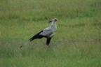 Secretary bird