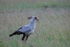 Secretary bird with nest material