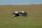 Secretary bird in flight